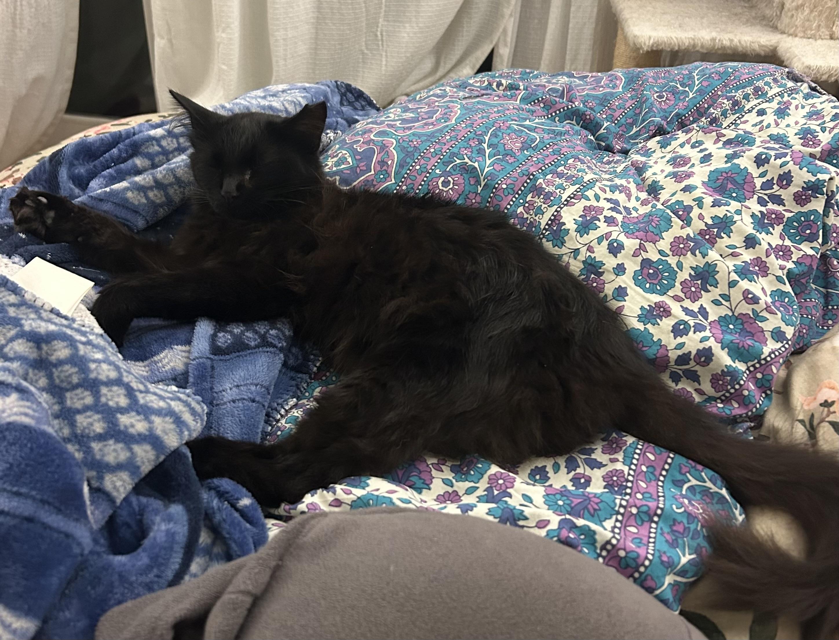 Enlarge Quinn, a ADOPTABLE Domestic Long Hair in Alexandria, VA image 6/6