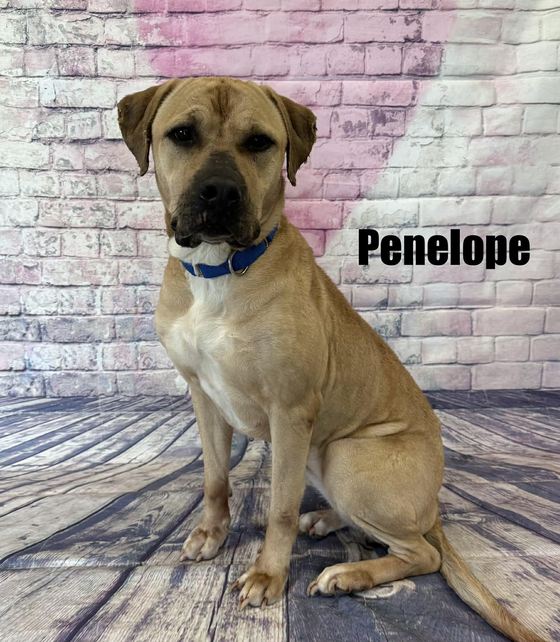 Enlarge Penelope, a ADOPTABLE mixed breed in Quincy, MI image 1/3