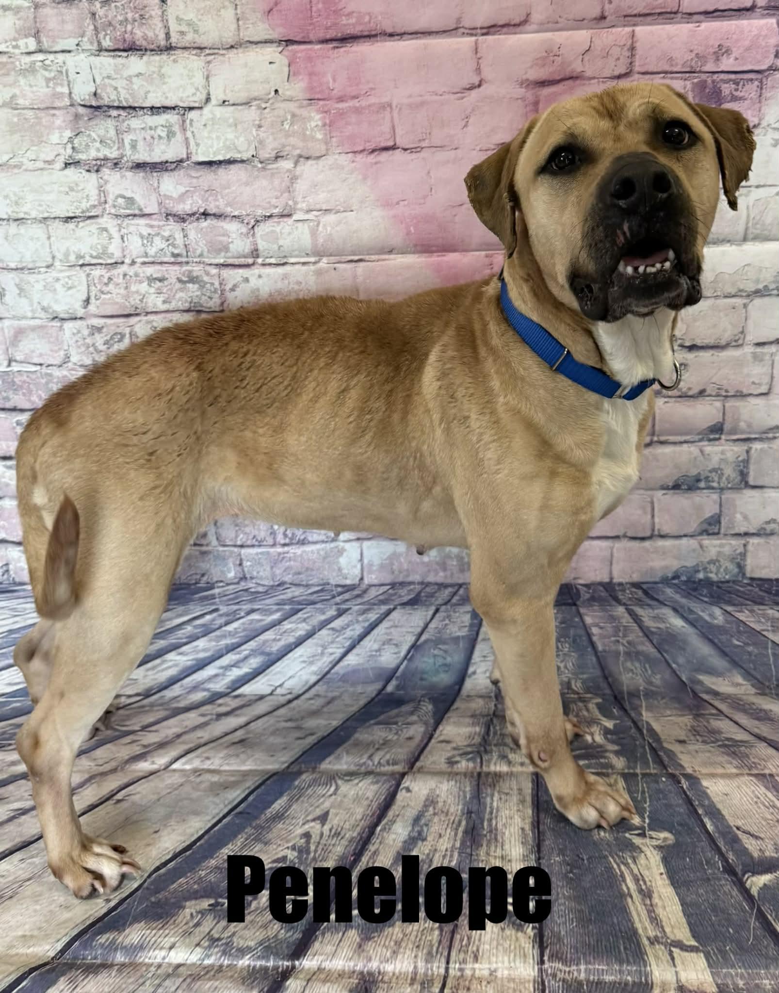 Enlarge Penelope, a ADOPTABLE mixed breed in Quincy, MI image 3/3