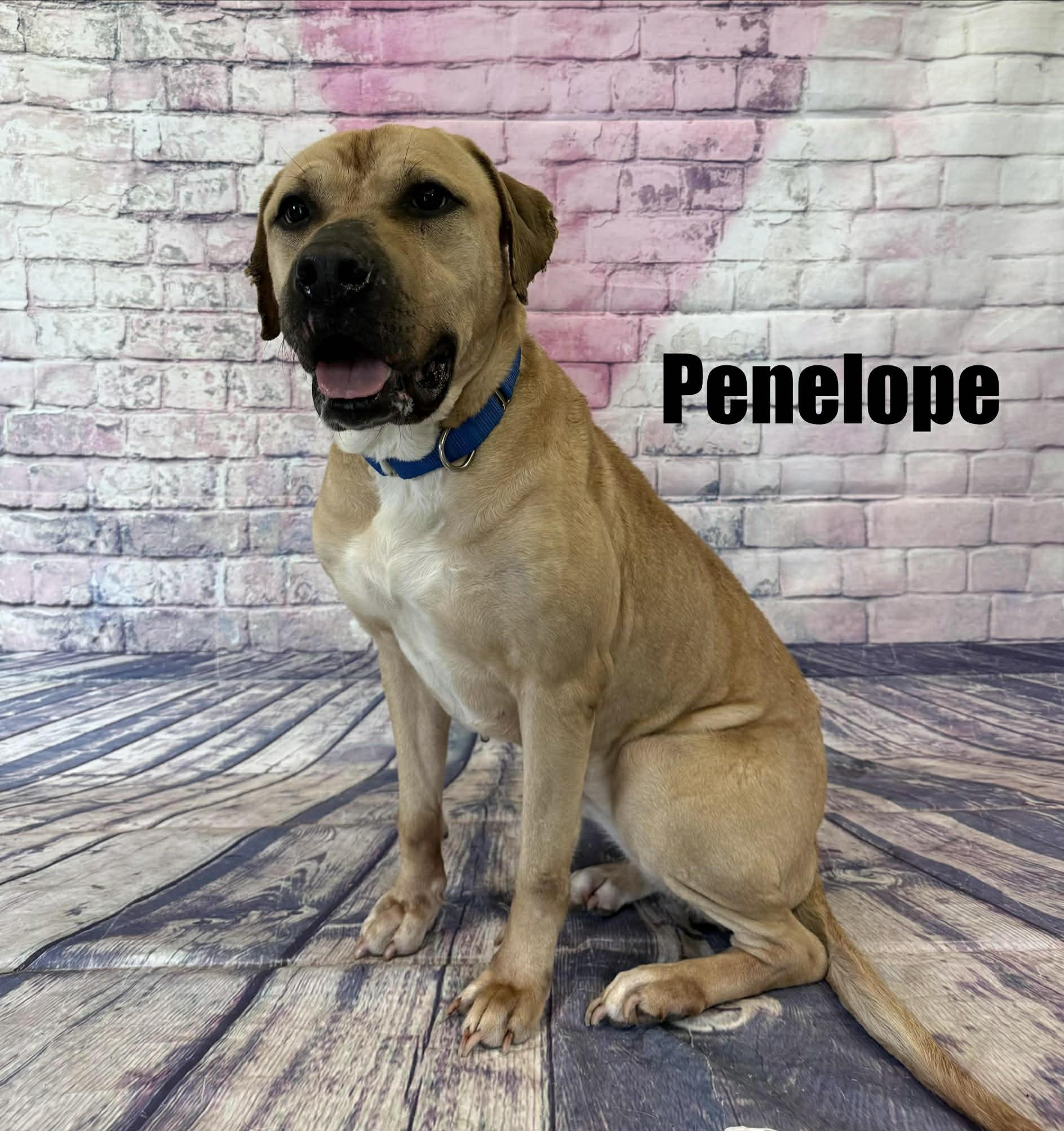 Enlarge Penelope, a ADOPTABLE mixed breed in Quincy, MI image 2/3
