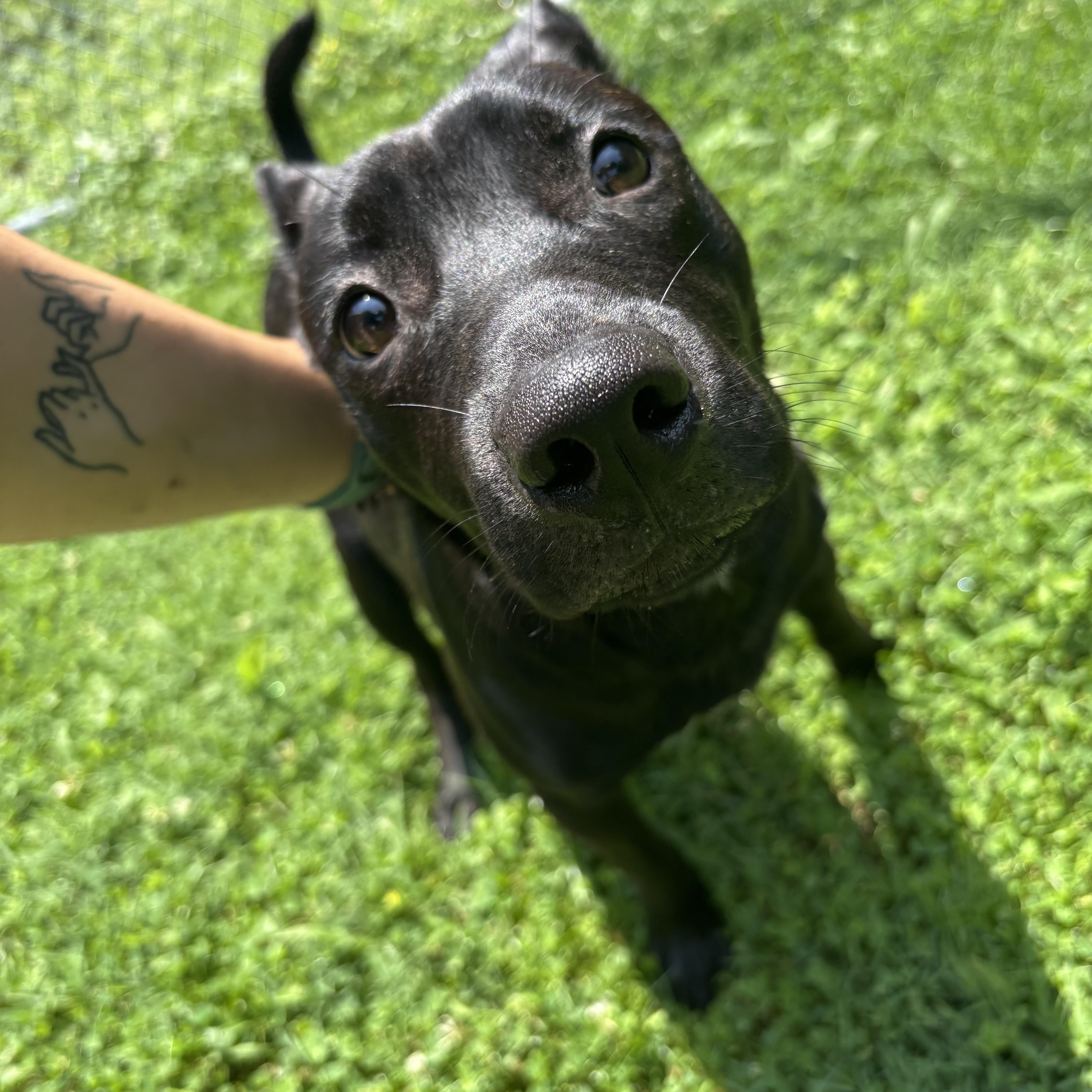 Carson, a ADOPTABLE mixed breed in Circleville, OH image 2/2