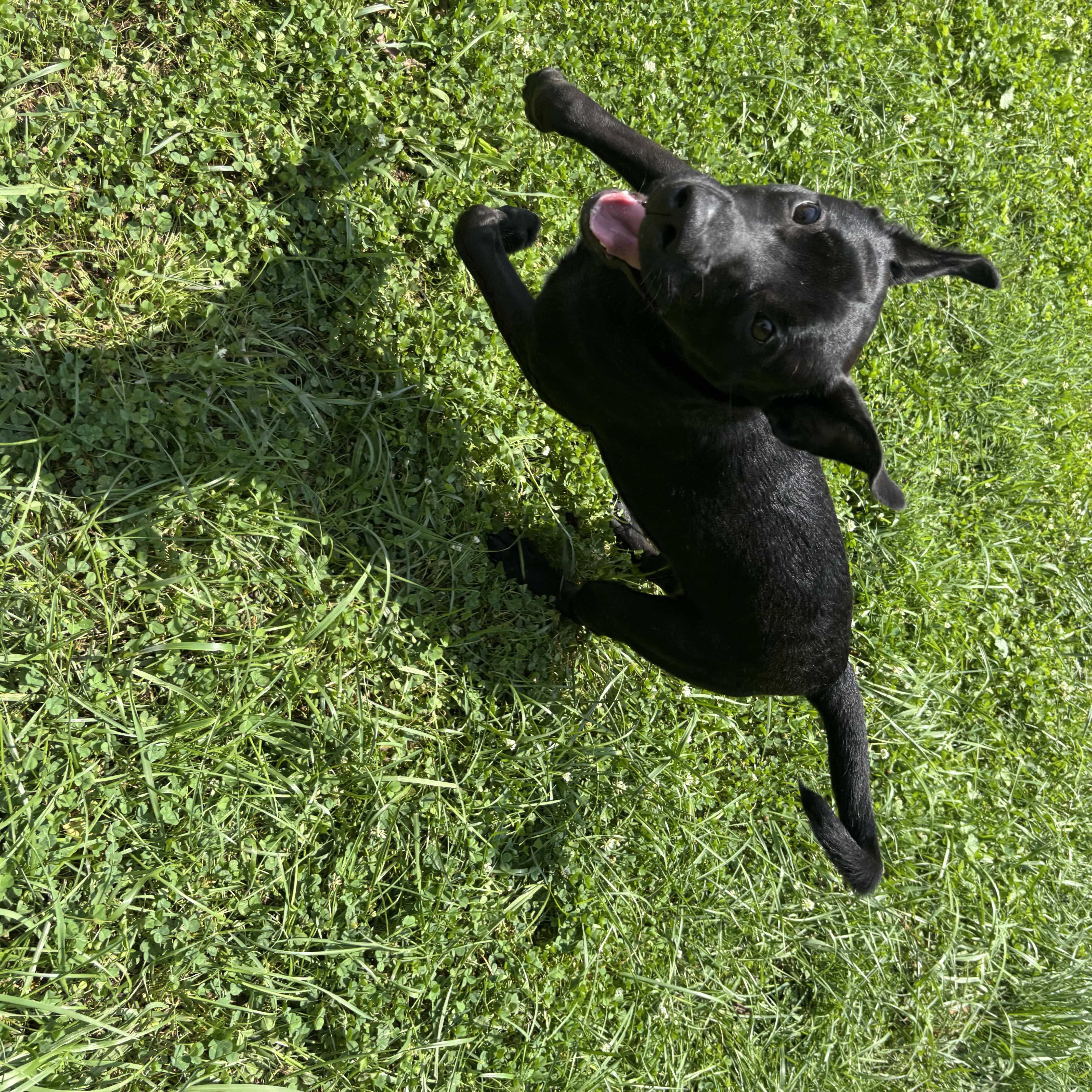 Carson, a ADOPTABLE mixed breed in Circleville, OH image 1/2