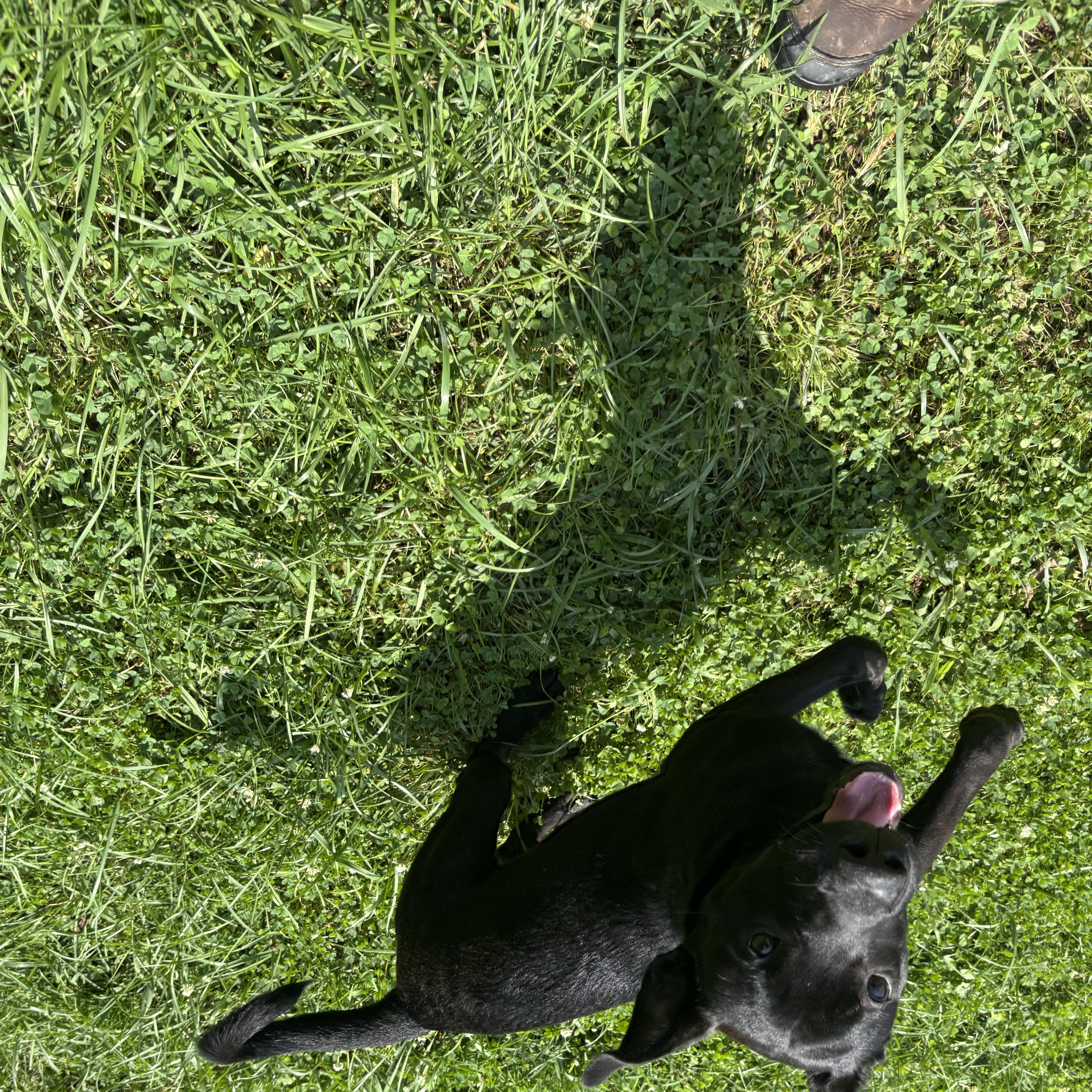 Enlarge Carson, a Adoptable mixed breed in Circleville, OH image 1/2