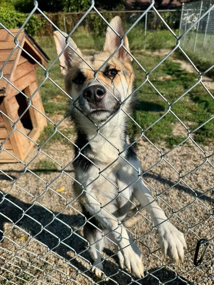 Enlarge Foxy, an adoptable mixed breed in Indianapolis, IN image 3/4
