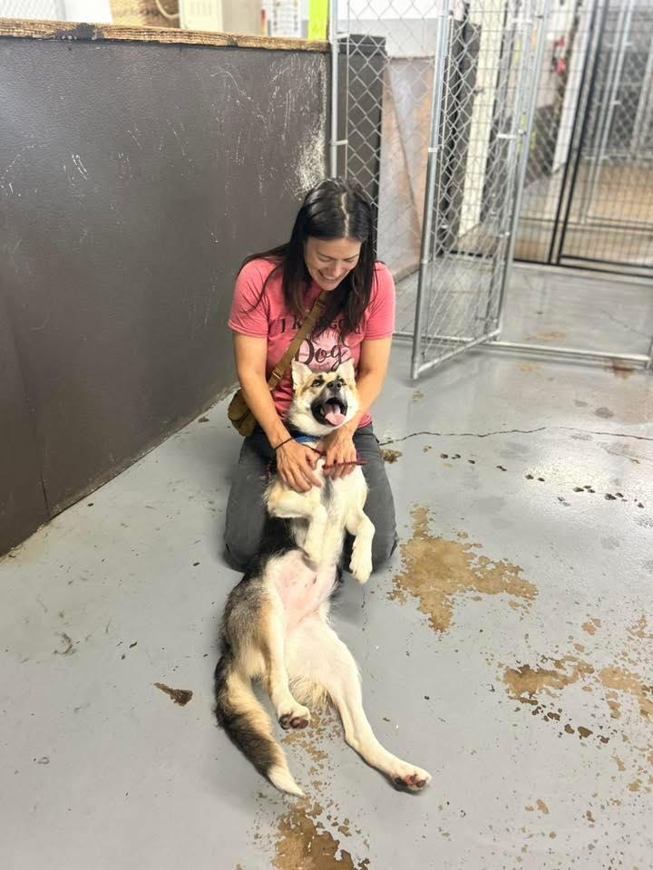 Enlarge Foxy, an adoptable mixed breed in Indianapolis, IN image 4/4