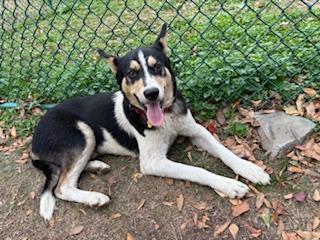 Max, a Adoptable mixed breed in Little Rock, AR image 2/6