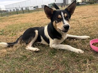 Max, a Adoptable mixed breed in Little Rock, AR image 1/6