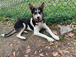 Max, a Adoptable mixed breed in Little Rock, AR image 3/6