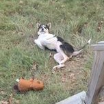 Max, a Adoptable mixed breed in Little Rock, AR image 4/6