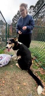 Max, a Adoptable mixed breed in Little Rock, AR image 5/6