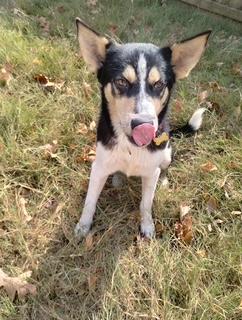 Max, a Adoptable mixed breed in Little Rock, AR image 6/6