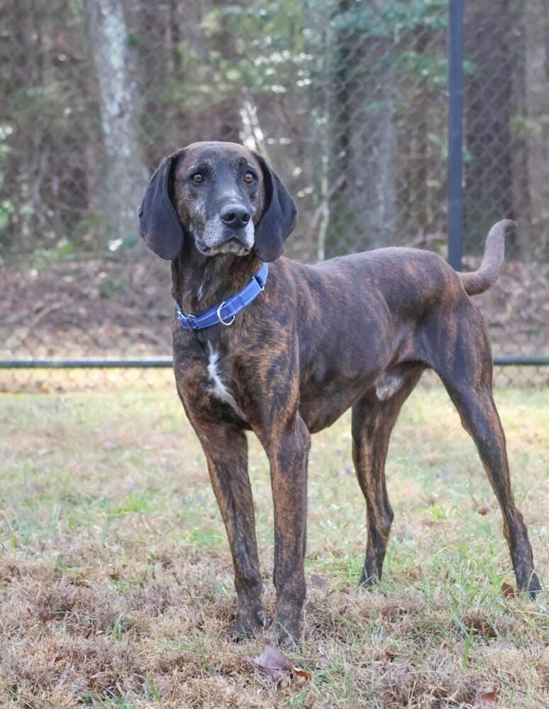 Enlarge Gentry, a Adoptable mixed breed in Washington, DC image 1/5