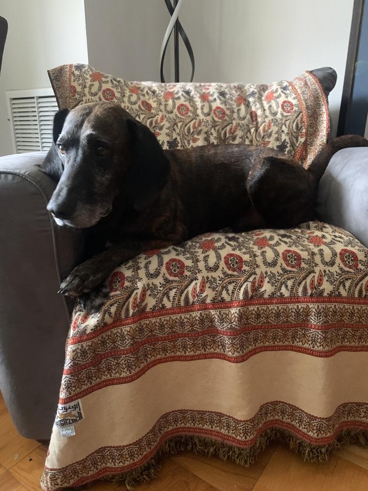 Gentry, Adoptable, Young Male Plott Hound.