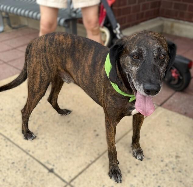 Gentry, a Adoptable mixed breed in Washington, DC image 2/6