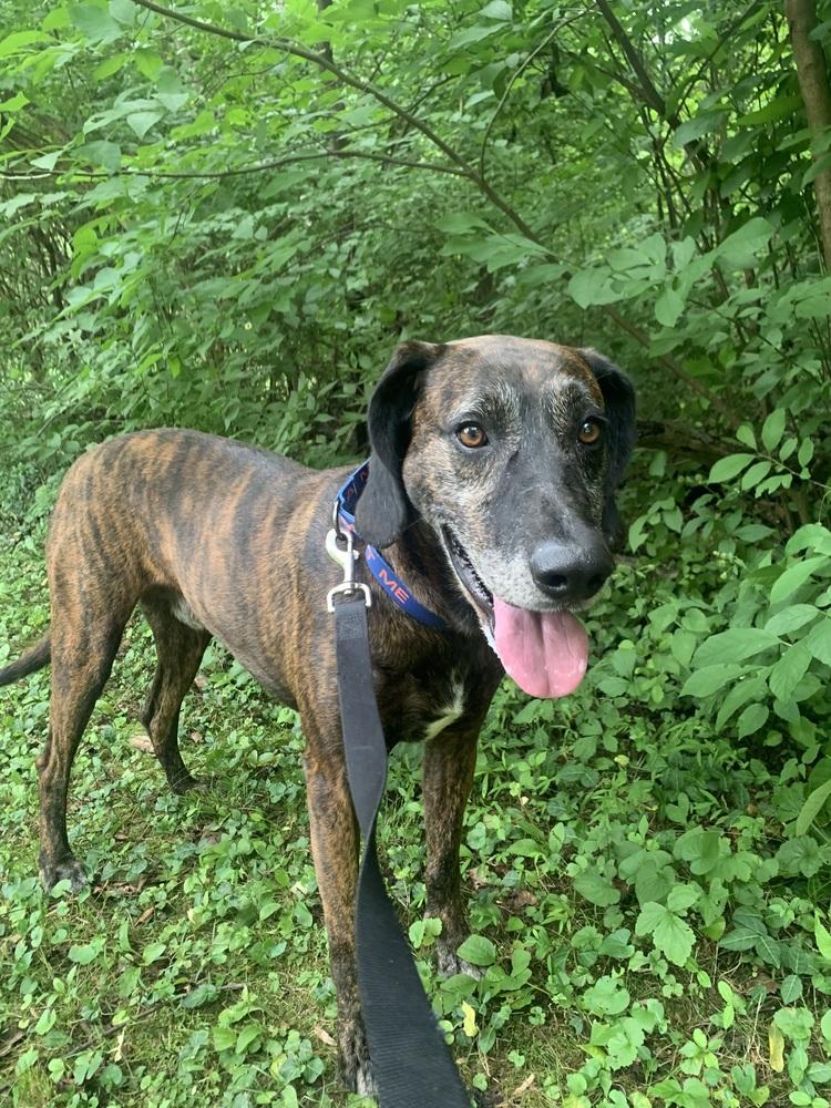 Gentry, a Adoptable mixed breed in Washington, DC image 3/6