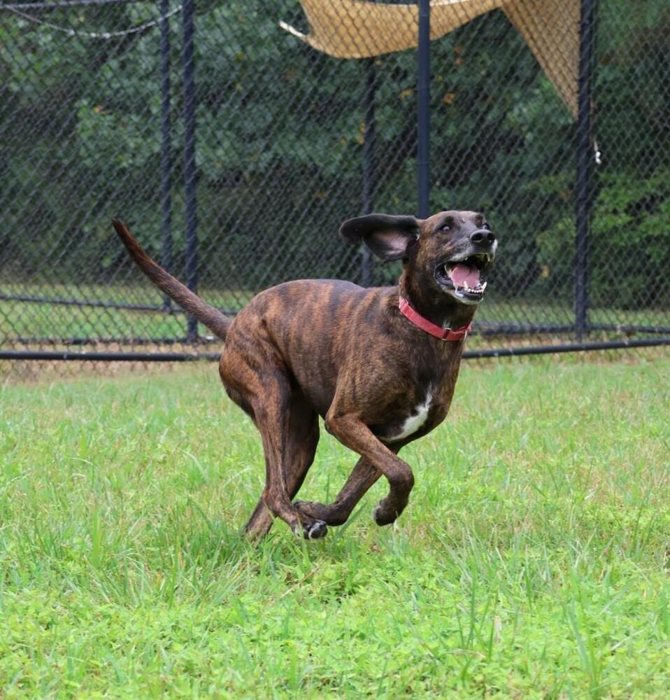 Enlarge Gentry, a Adoptable mixed breed in Washington, DC image 2/5