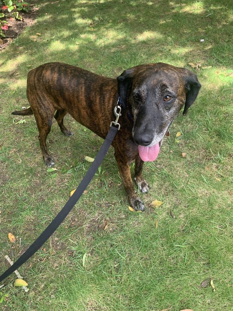 Gentry, a Adoptable mixed breed in Washington, DC image 5/6