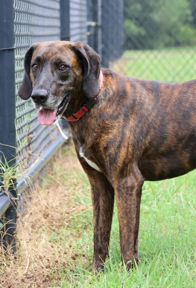 Enlarge Gentry, a Adoptable mixed breed in Washington, DC image 3/5