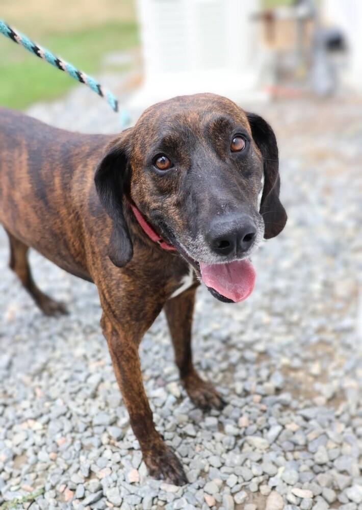 Enlarge Gentry, a Adoptable mixed breed in Washington, DC image 4/5