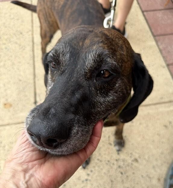 Gentry, a Adoptable mixed breed in Washington, DC image 6/6