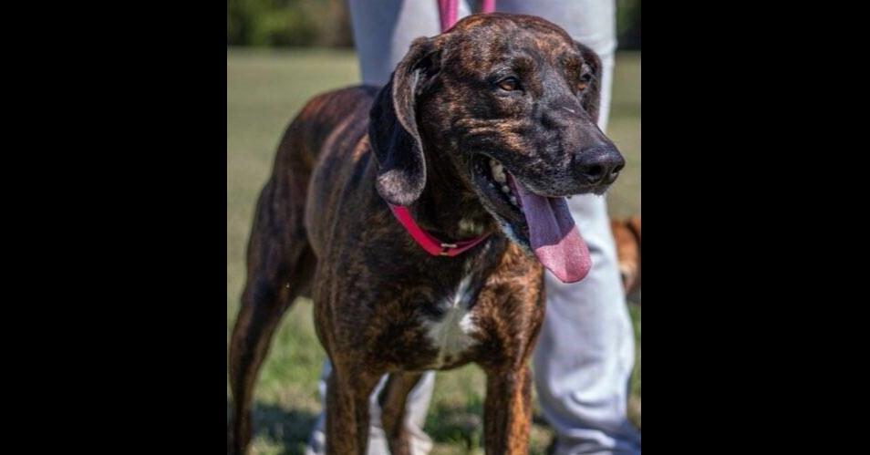 Enlarge Gentry, a Adoptable mixed breed in Washington, DC image 5/5