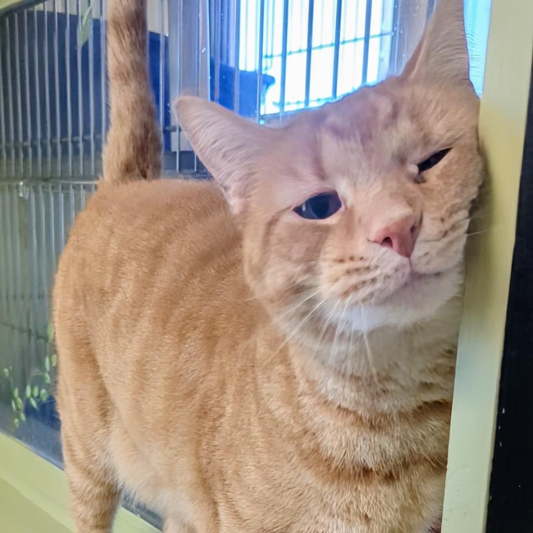 Junior Bonded With Mango