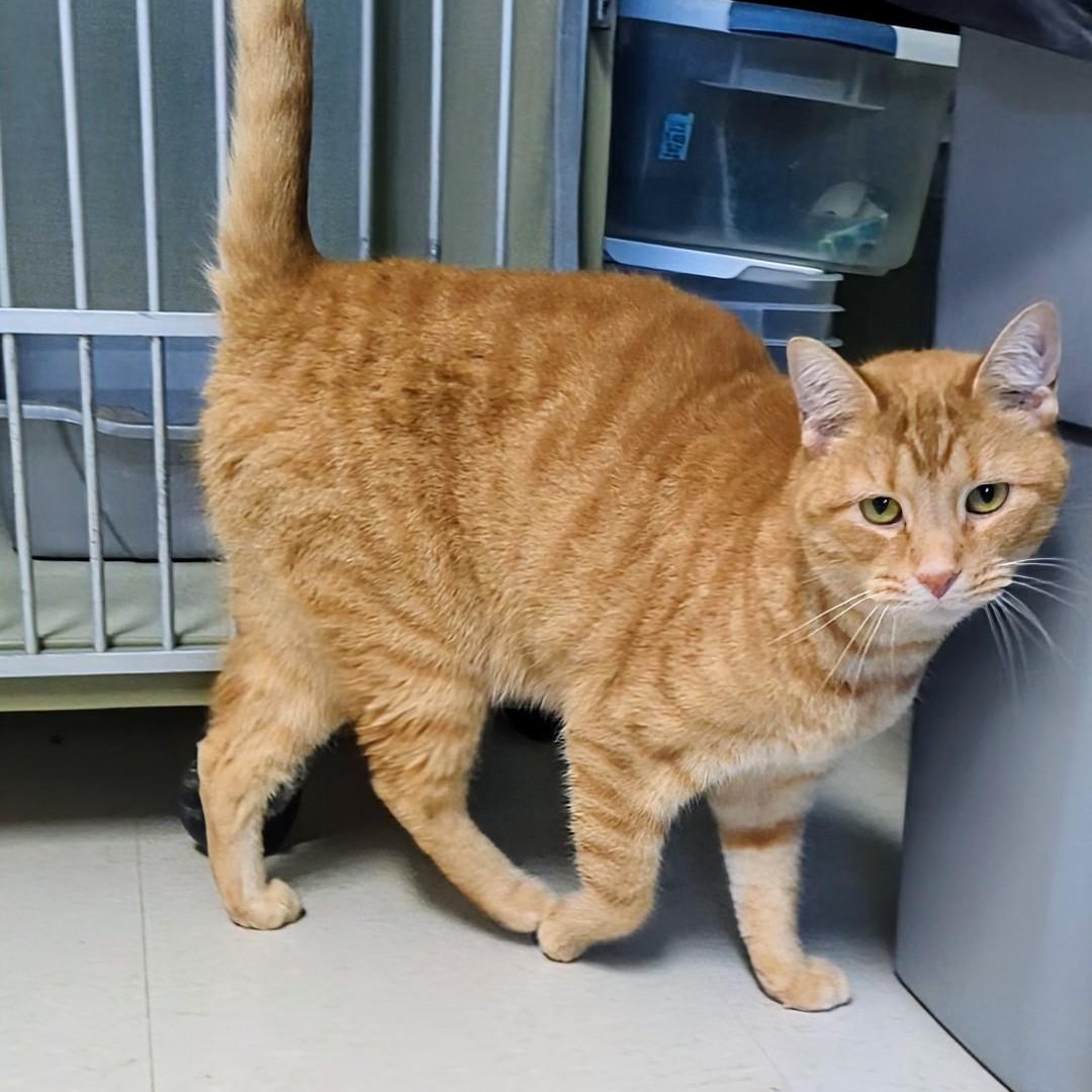 Junior Bonded With Mango thumbnail 3