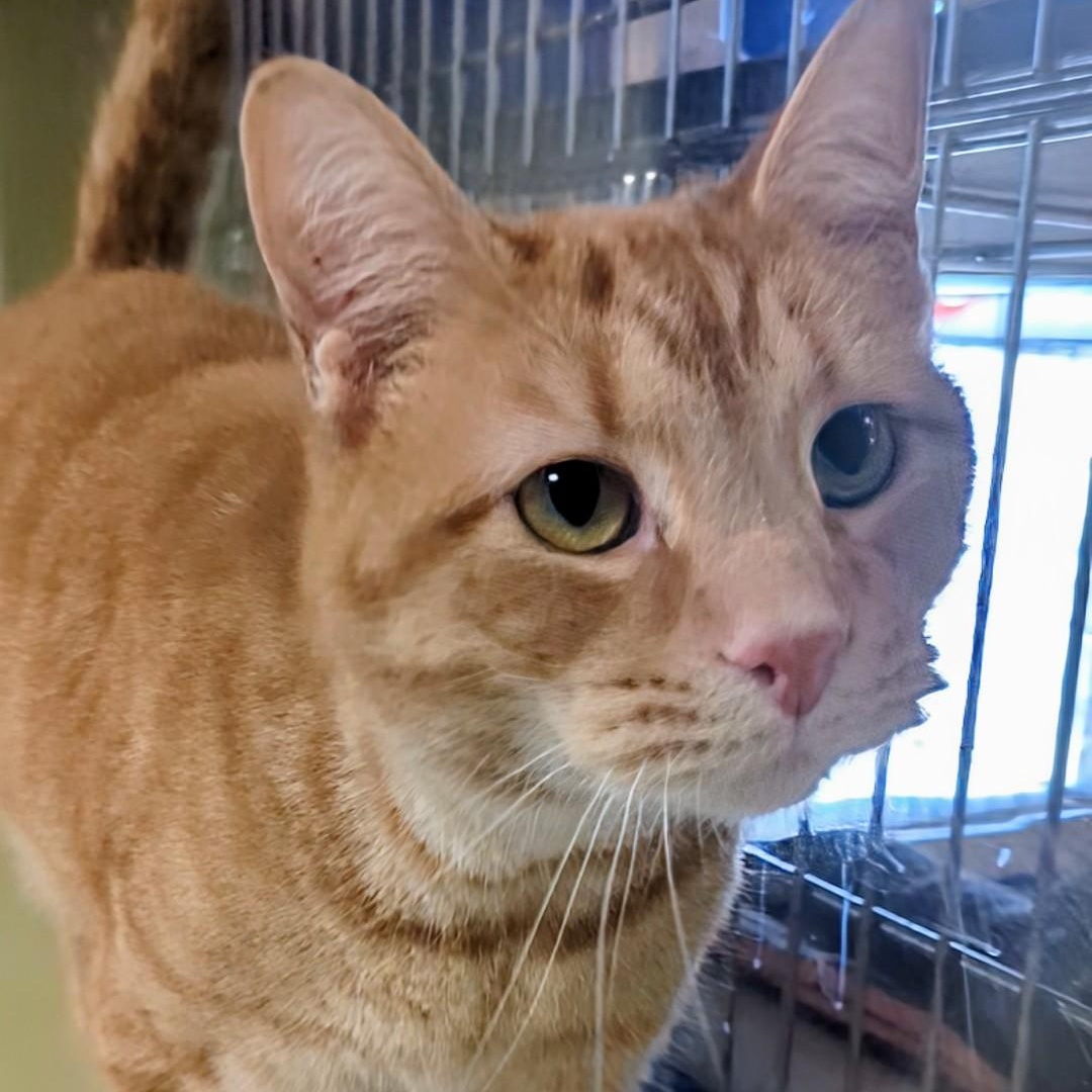 Junior Bonded With Mango thumbnail 4