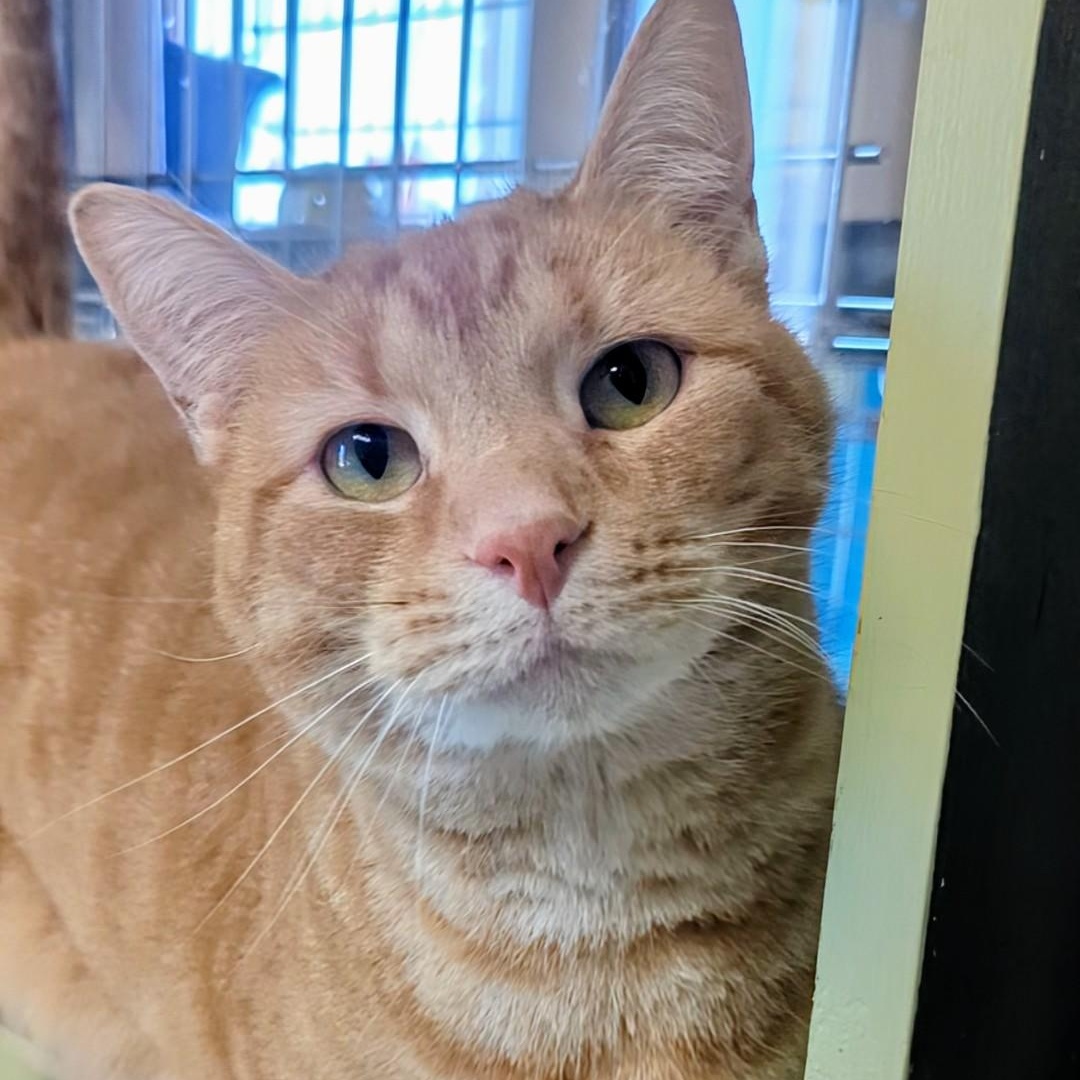 Junior Bonded With Mango thumbnail 5