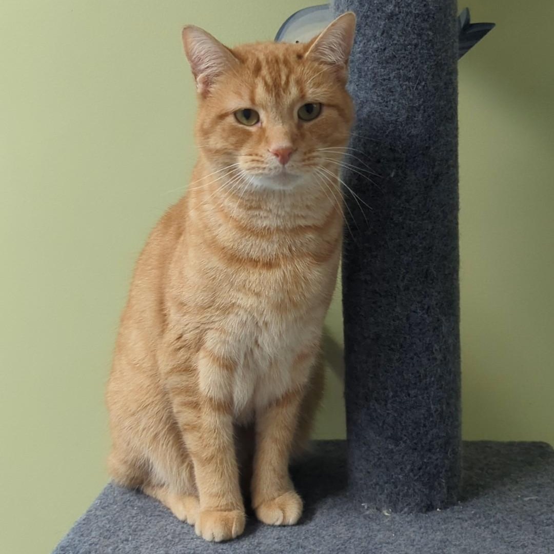 Junior Bonded With Mango thumbnail 6