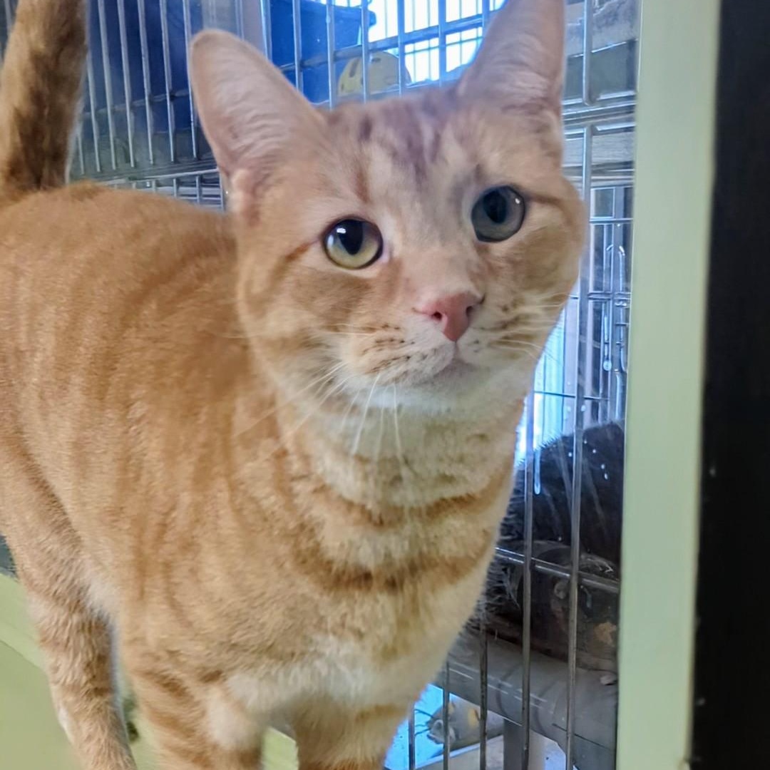 Junior Bonded With Mango thumbnail 7