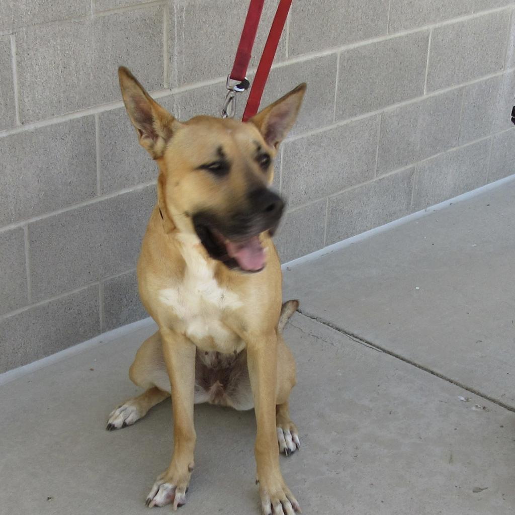 Ripley, Adoptable, Adult Female Great Dane & German Shepherd Dog.