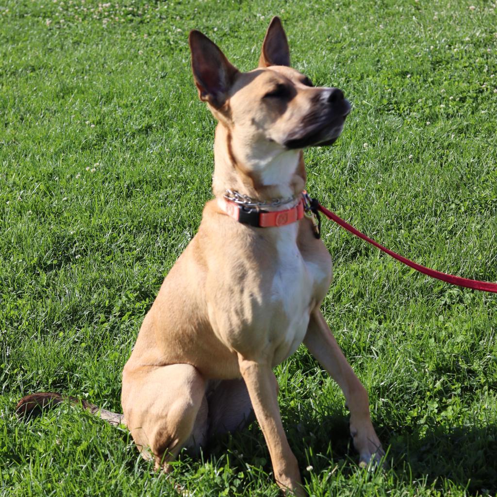 Enlarge Ripley, a Adoptable mixed breed in Ione, CA image 2/3