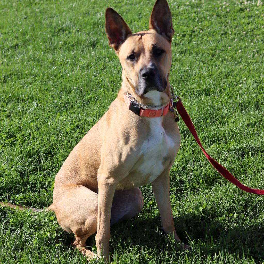 Enlarge Ripley, a Adoptable mixed breed in Ione, CA image 3/3