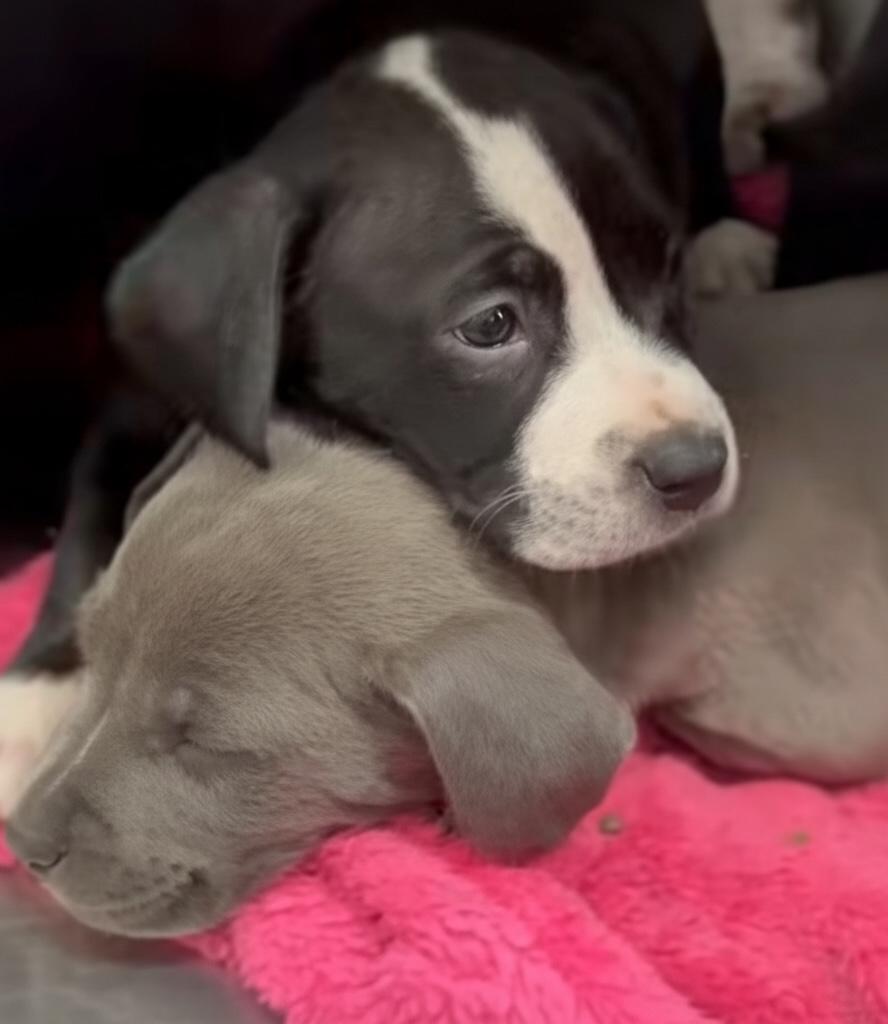 Enlarge GREYSON OR KINSLEY....sweet babies, an adopted mixed breed in Cantonment, FL image 1/1
