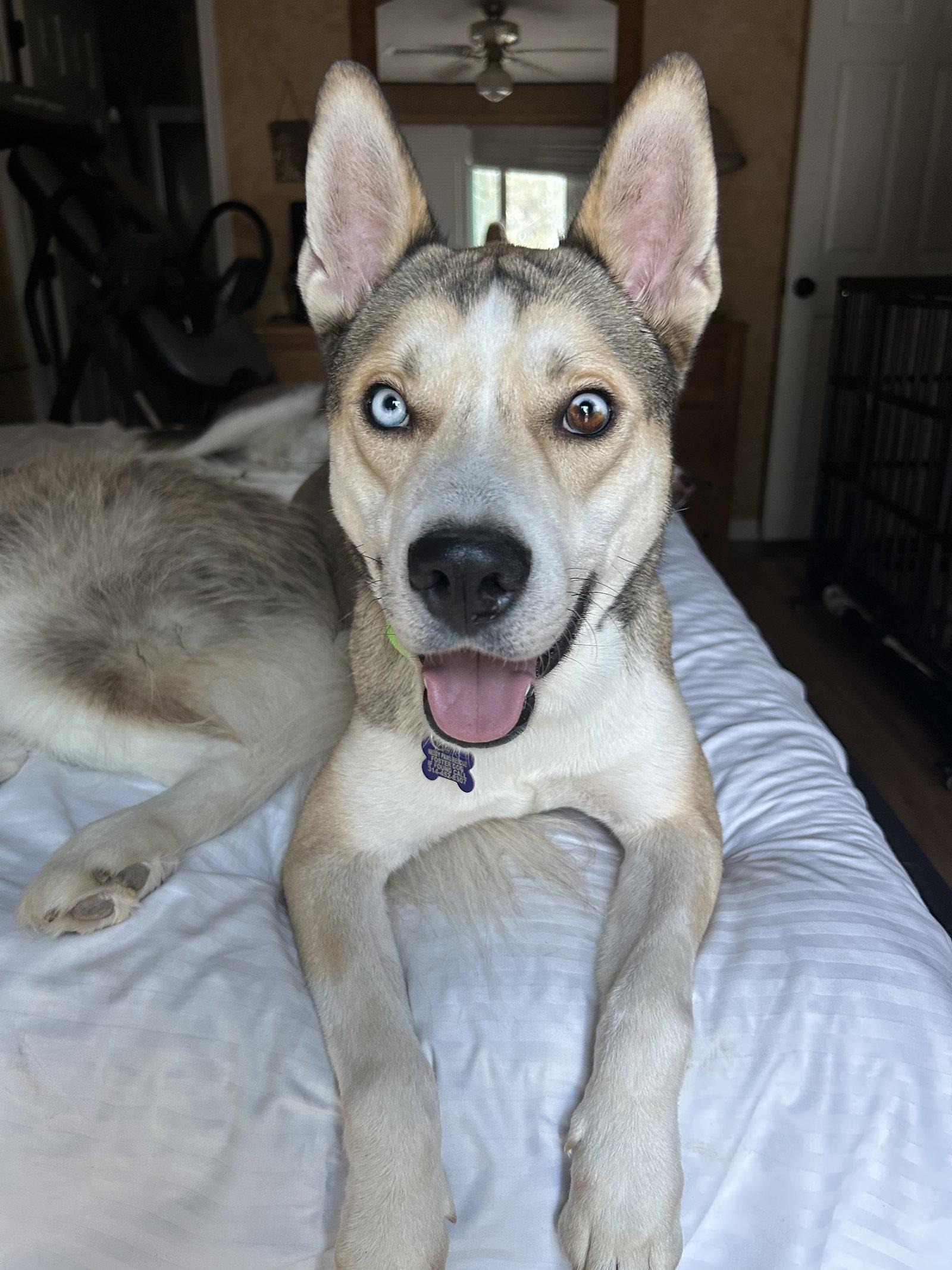 Zha, Adoptable, Adult Male Siberian Husky.