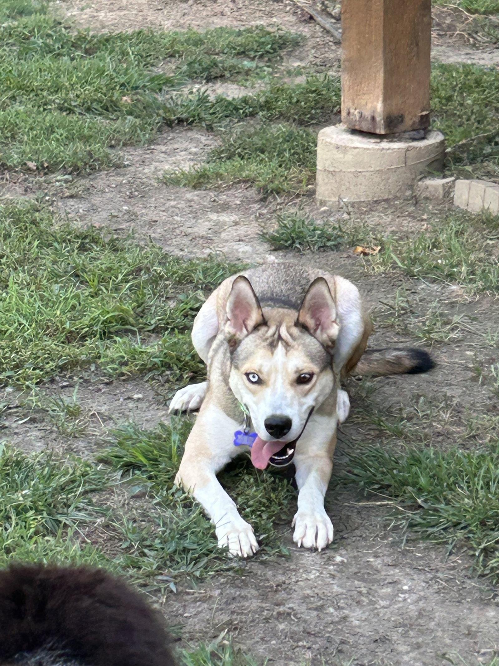 Enlarge Zha, a Adoptable Siberian Husky in St. Louis, MO image 2/3