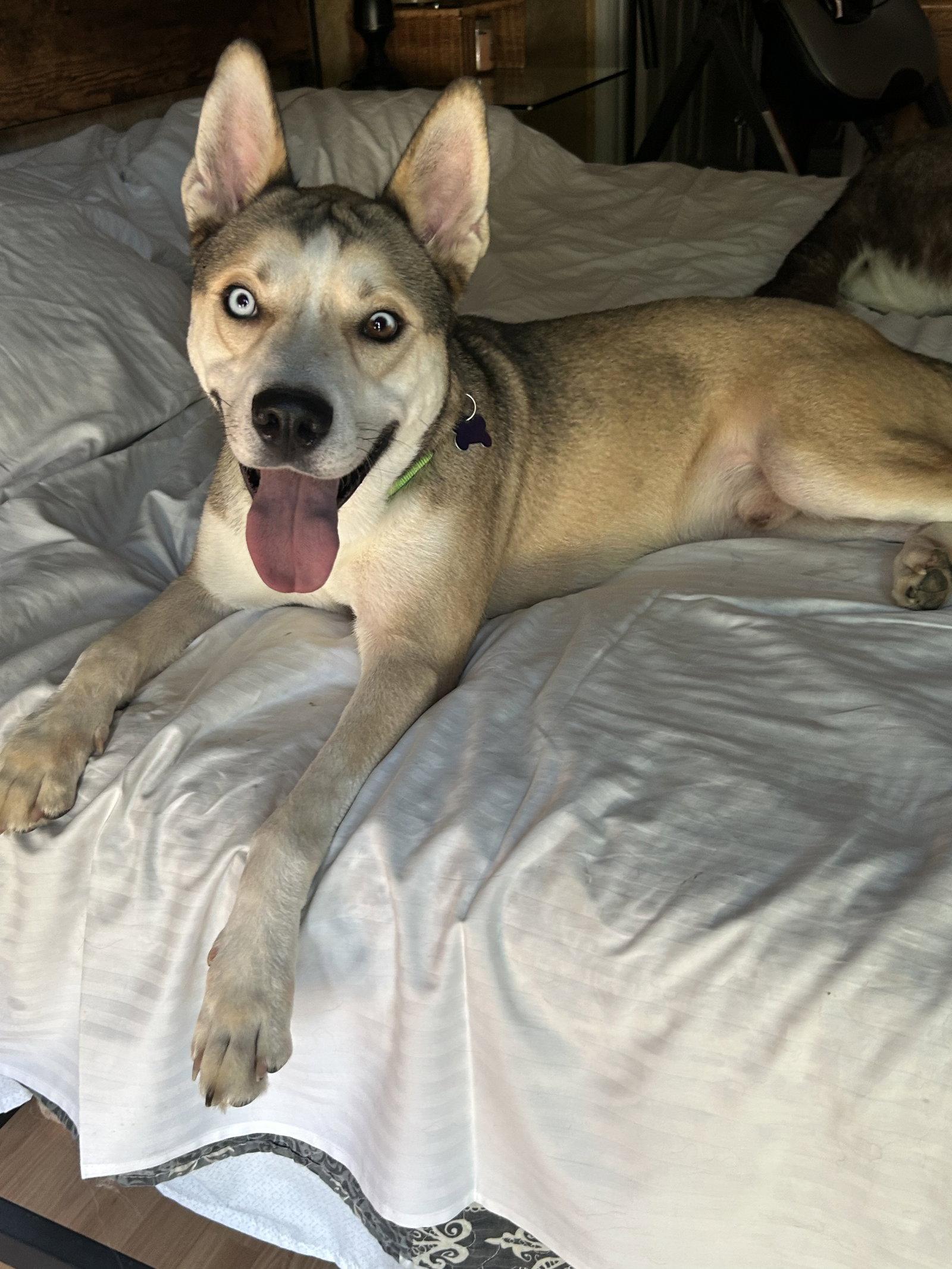 Enlarge Zha, a Adoptable Siberian Husky in St. Louis, MO image 3/3