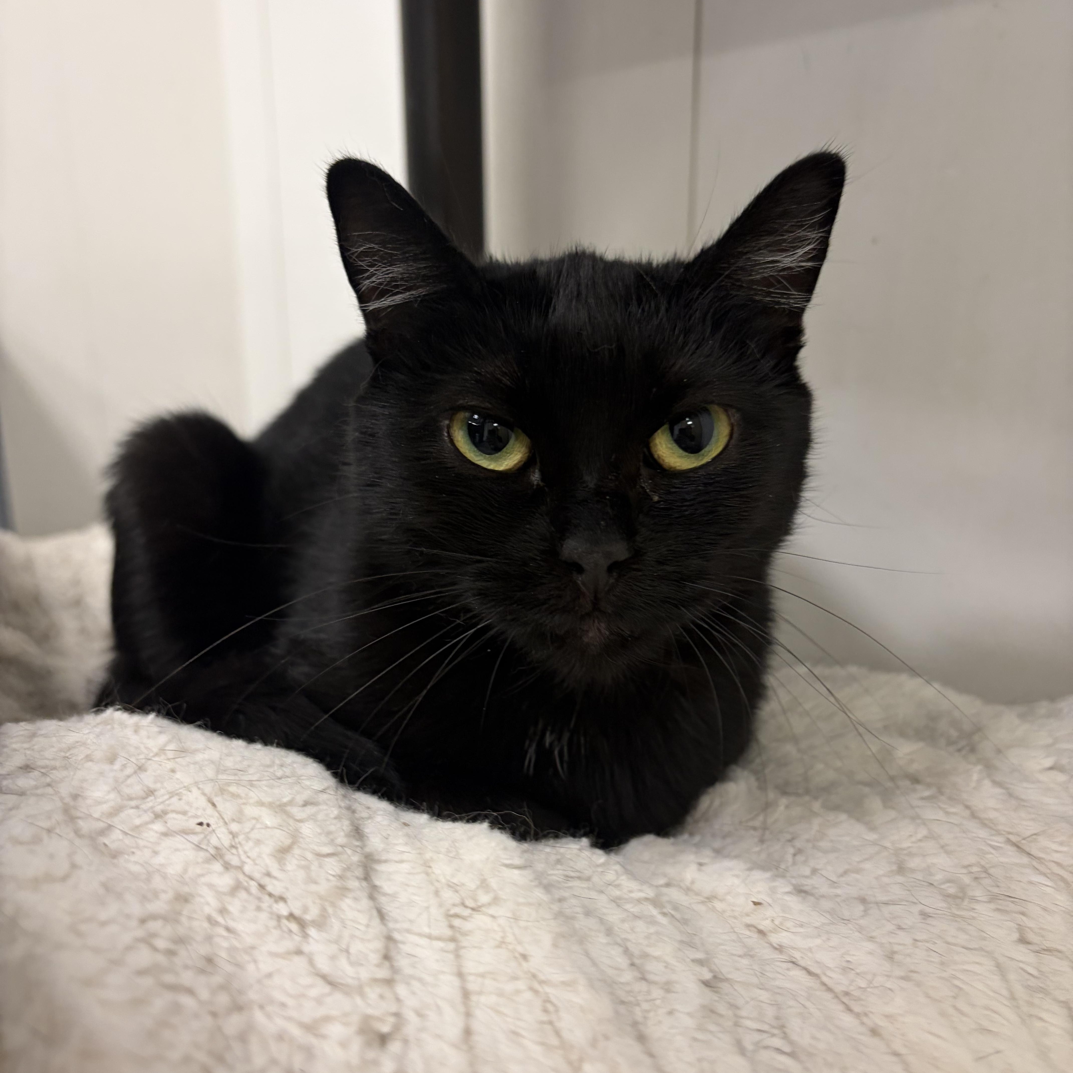 Glitter, ADOPTABLE, Adult Female Domestic Short Hair.
