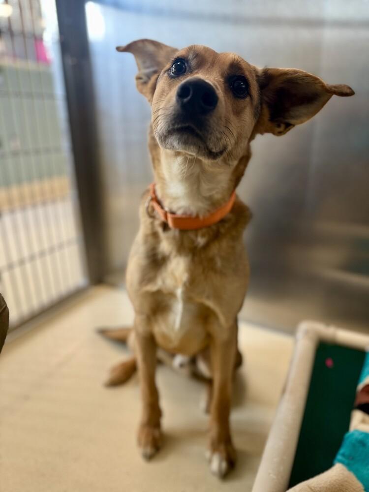 Enlarge Badger, a Adoptable mixed breed in Kalamazoo, MI image 1/1