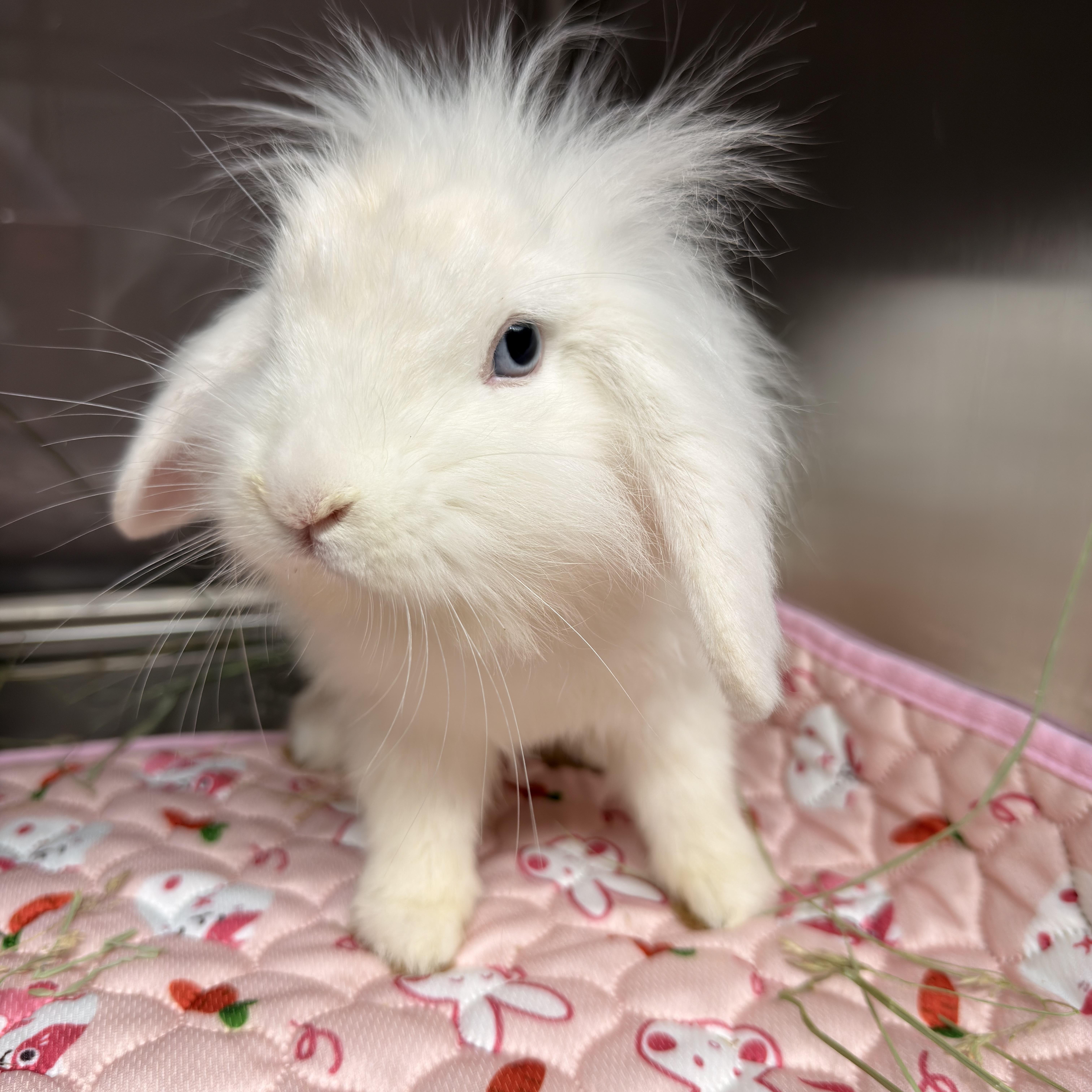 Bo Peep, a ADOPTABLE mixed breed in North Little Rock, AR image 1/2