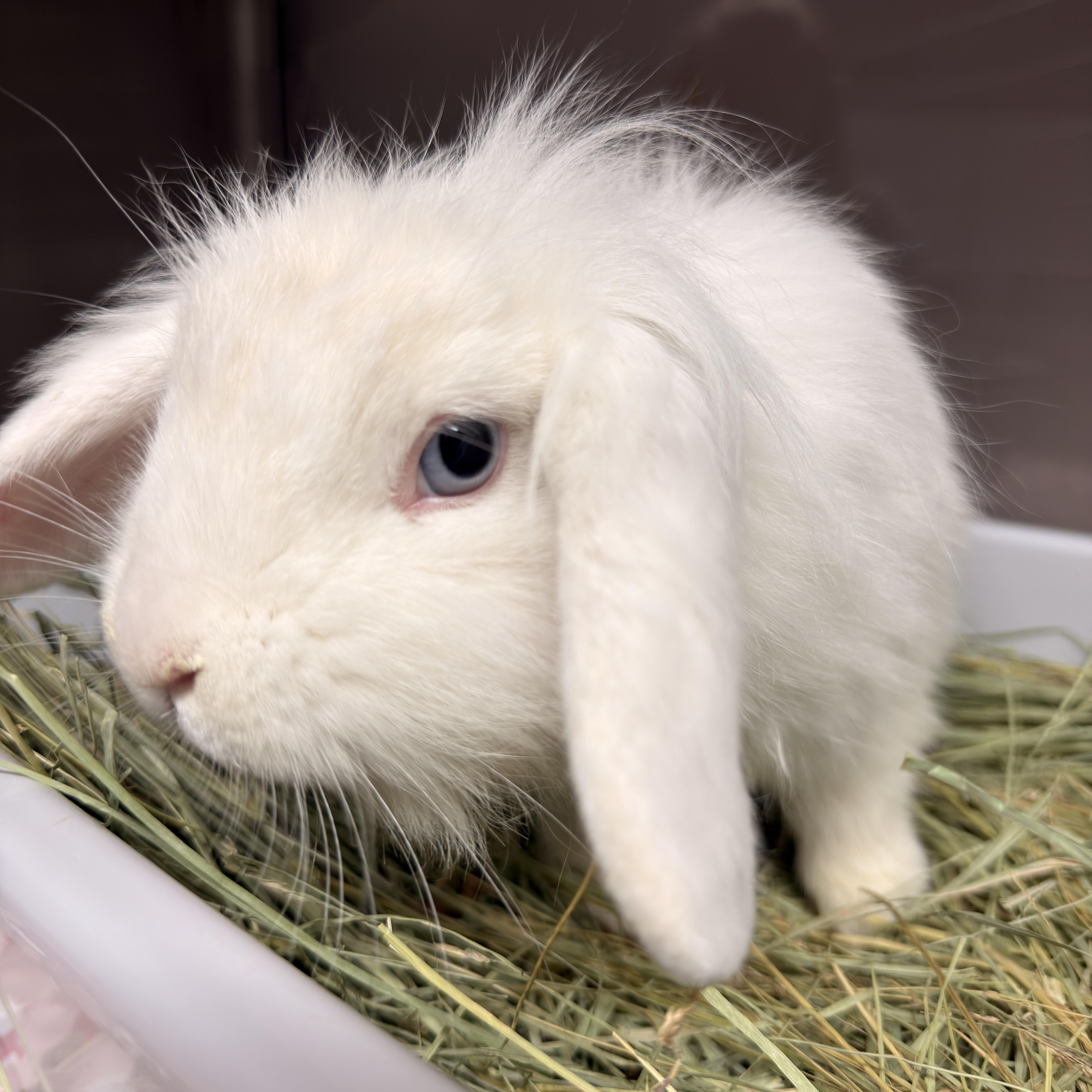 Bo Peep, a ADOPTABLE mixed breed in North Little Rock, AR image 2/2