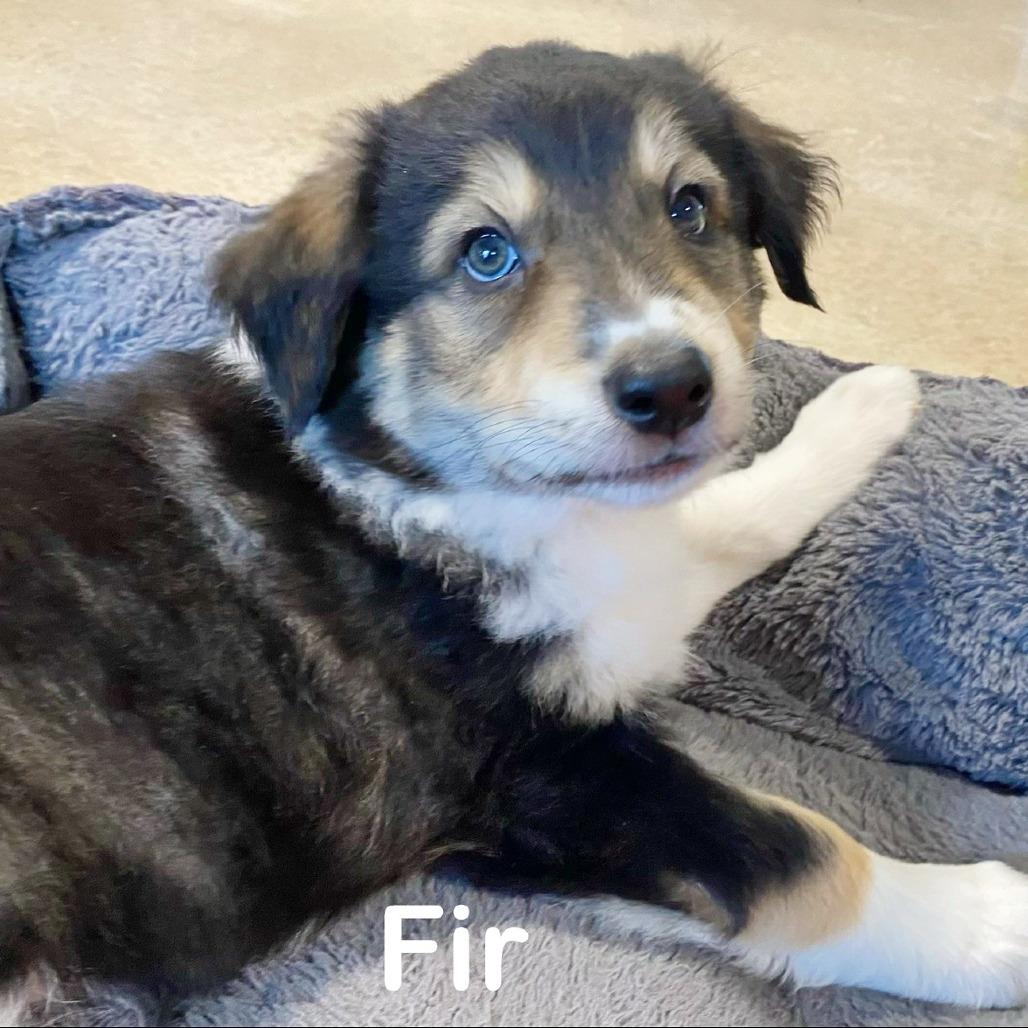 Enlarge Fir, a Adoptable mixed breed in Flower Mound, TX image 3/4