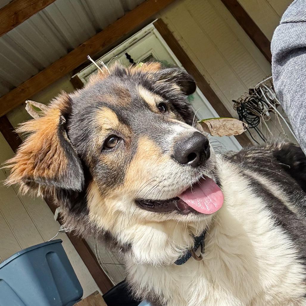 Fir, Adoptable, Puppy Male Australian Shepherd & Mixed Breed.