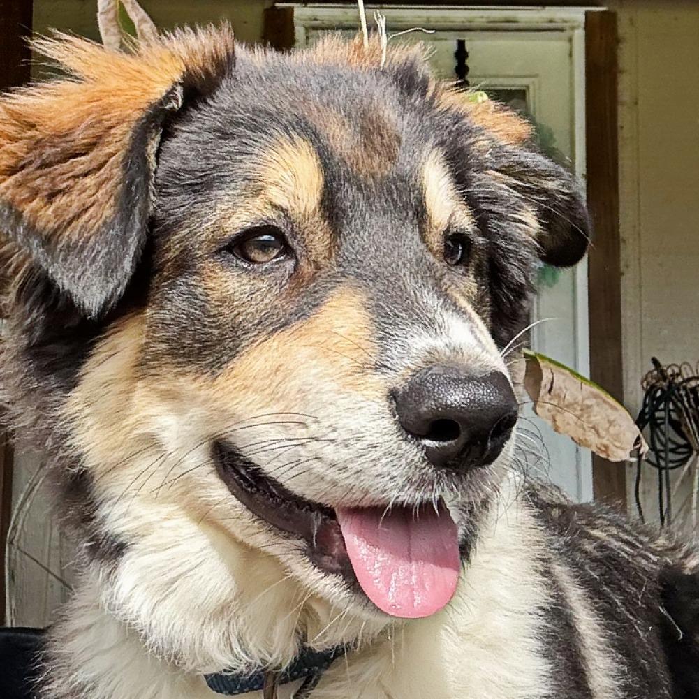 Enlarge Fir, a Adoptable mixed breed in Flower Mound, TX image 2/4