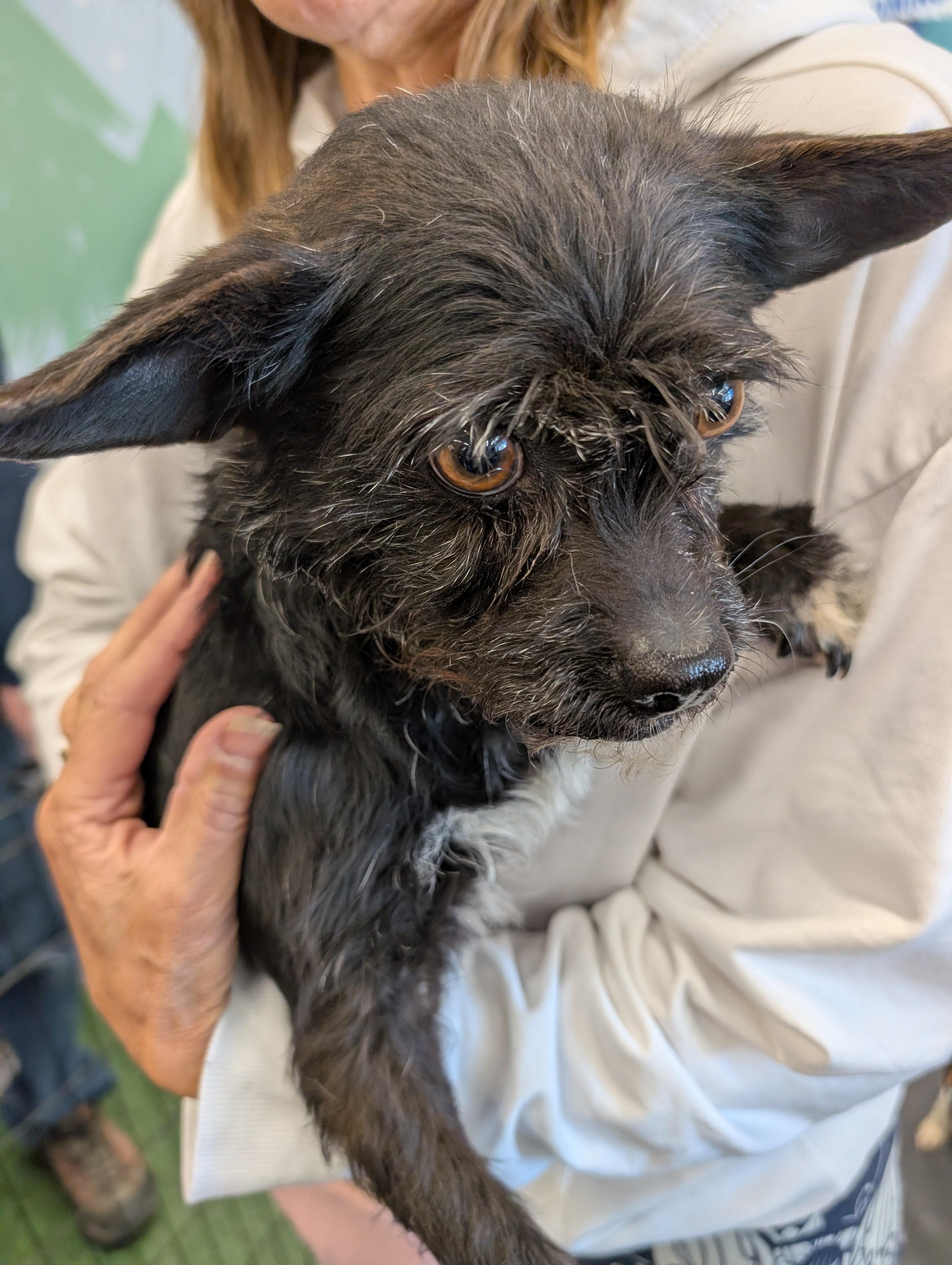 Eva, ADOPTABLE, Adult Female Chihuahua & Scottish Terrier.