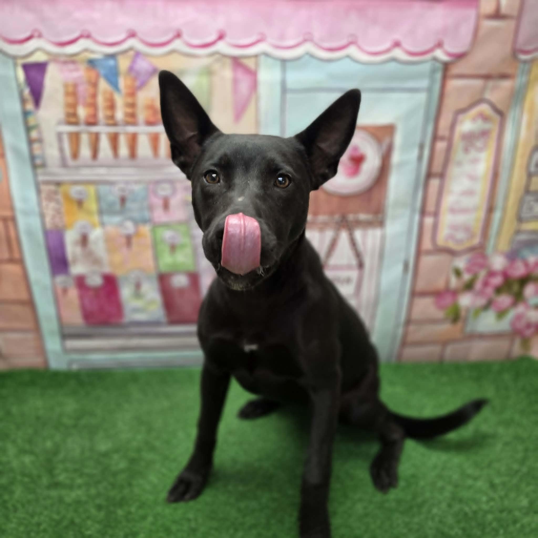 Nyx, a ADOPTABLE mixed breed in Statesboro, GA image 3/6