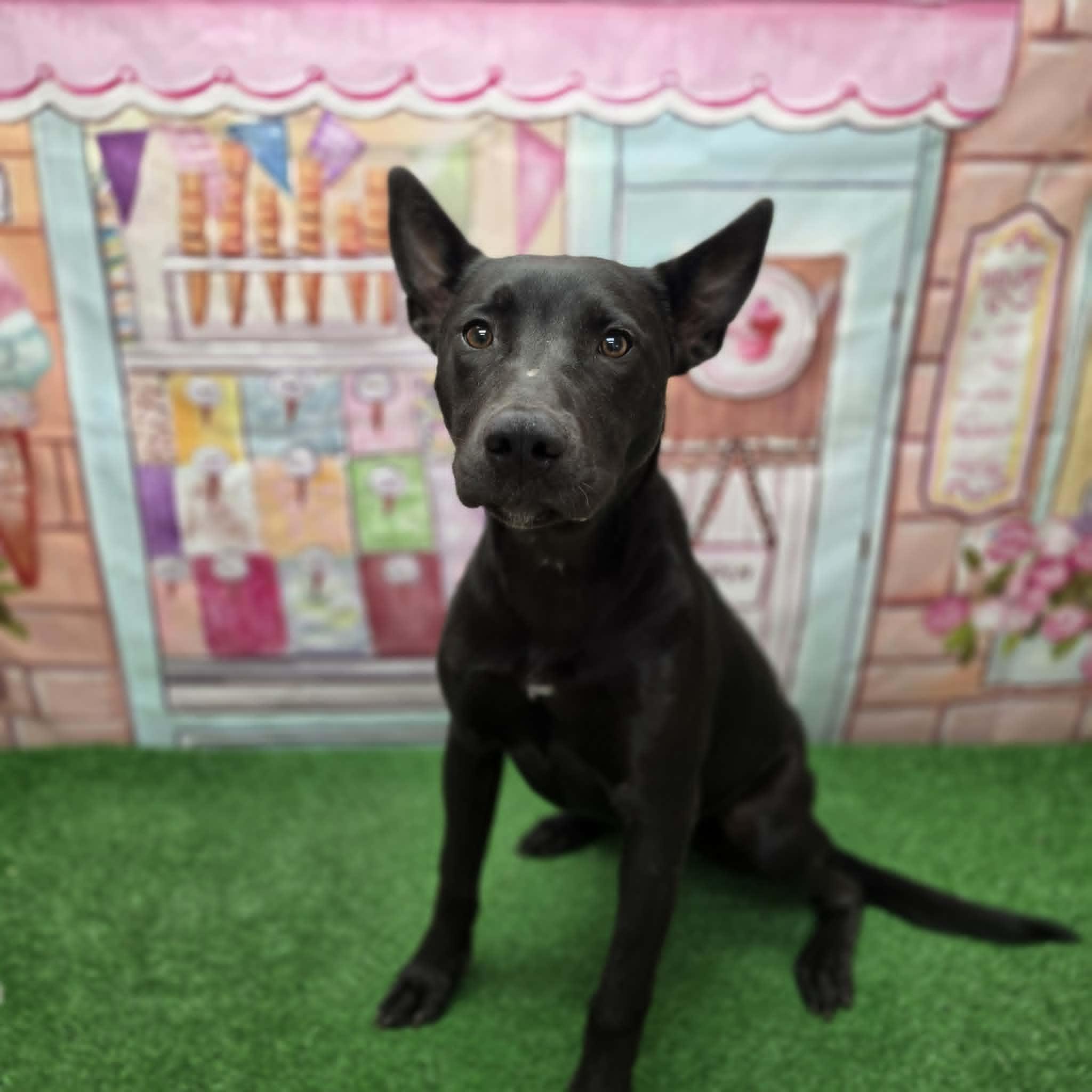 Nyx, a ADOPTABLE mixed breed in Statesboro, GA image 2/6
