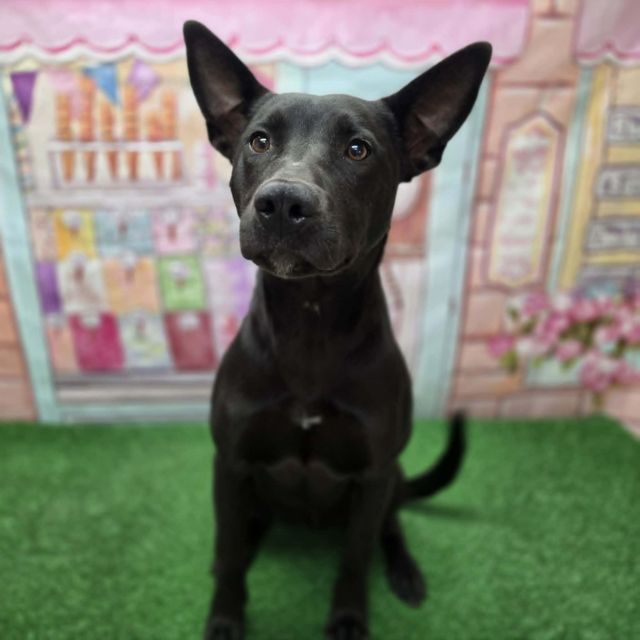 Nyx, a ADOPTABLE mixed breed in Statesboro, GA image 1/6