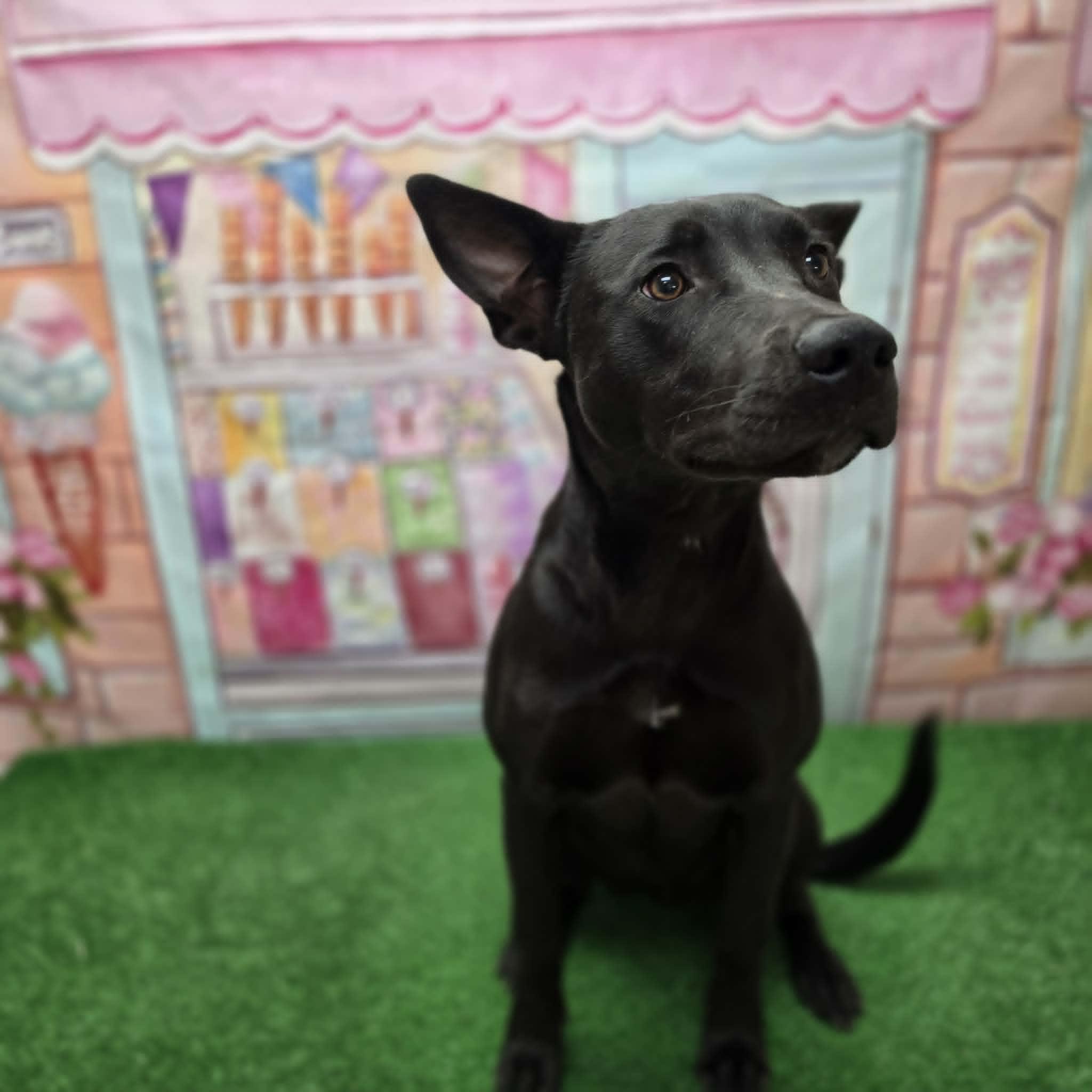 Nyx, a ADOPTABLE mixed breed in Statesboro, GA image 6/6